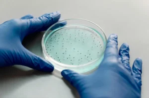 Autophagy and Spirulina
